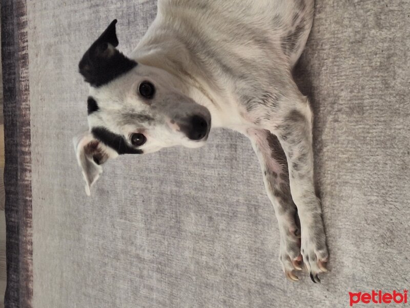 Jack Russell Terrier, Köpek  Barış fotoğrafı