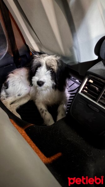 Maltese, Köpek  ASİL fotoğrafı