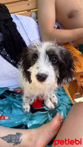 Maltese, Köpek  ASİL fotoğrafı