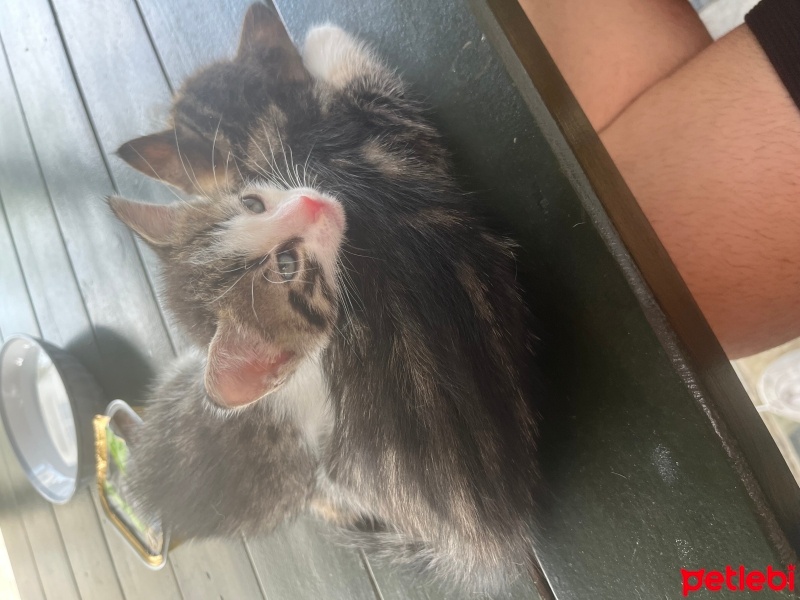 Sarman, Kedi  ÇÖP KENARINA ÖLÜME TERK EDİLEN MİNİK CANLAR fotoğrafı