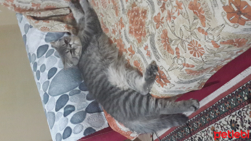 Exotic Shorthair, Kedi  Gölge fotoğrafı