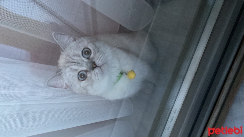British Shorthair, Kedi  Kaju fotoğrafı