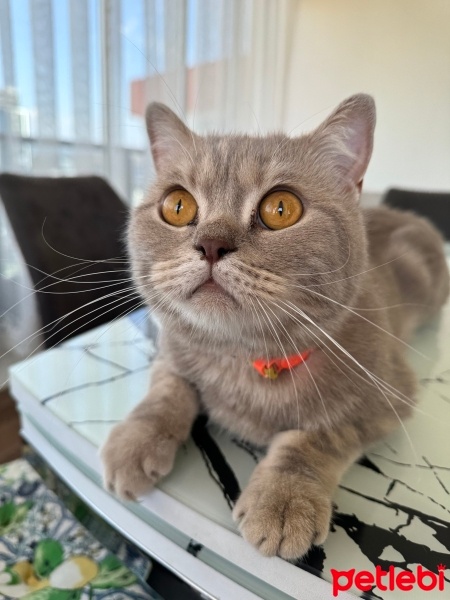 British Shorthair, Kedi  Pablo fotoğrafı