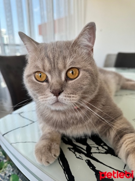 British Shorthair, Kedi  Pablo fotoğrafı