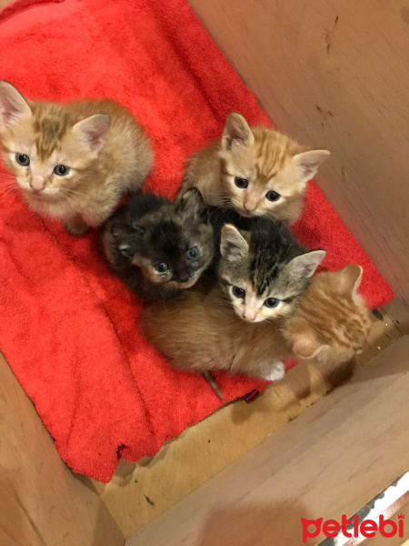 Abyssinian, Kedi  Adı yok fotoğrafı