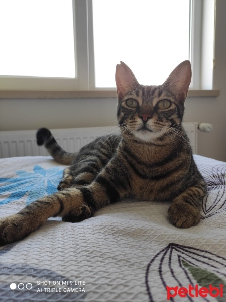 Tekir Kedi, Kedi  Aslan fotoğrafı