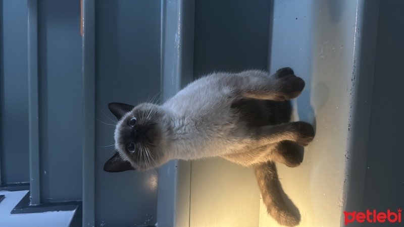 Siyam Kedisi, Kedi  Viski fotoğrafı