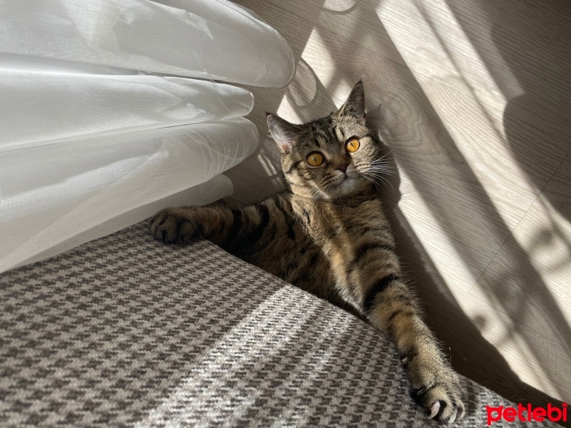 Scottish Fold, Kedi  Şerife fotoğrafı