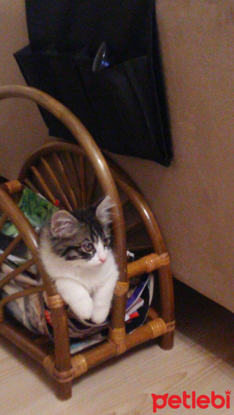 Tekir Kedi, Kedi  Maya fotoğrafı