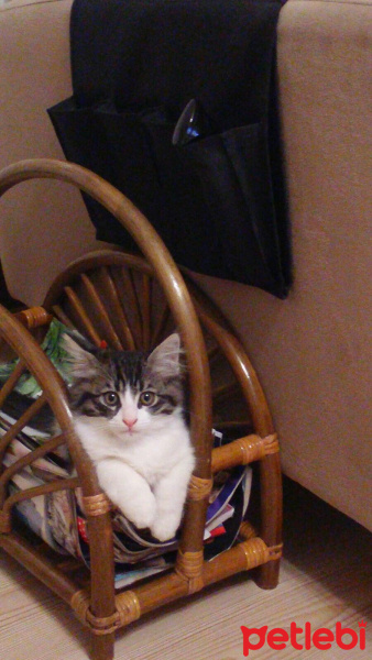 Tekir Kedi, Kedi  Maya fotoğrafı