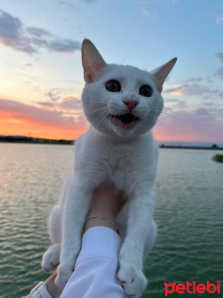 Ankara Kedisi, Kedi  Pamuk fotoğrafı