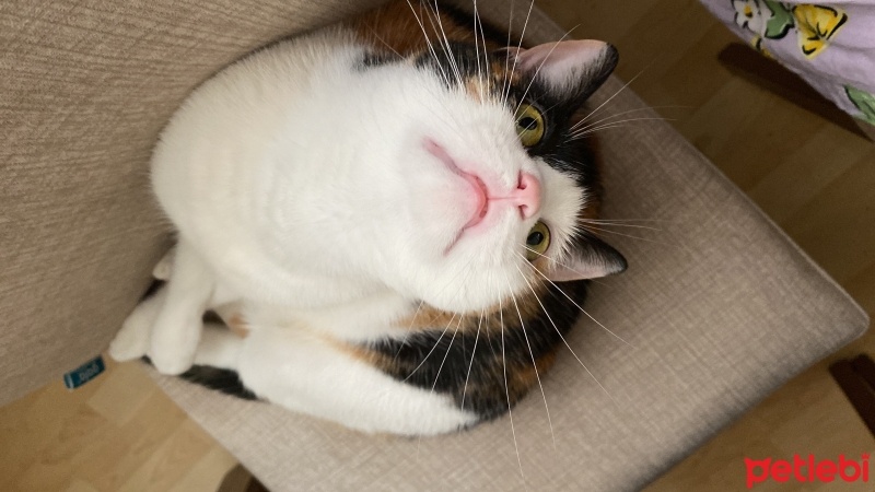 Tekir Kedi, Kedi  Mırnak fotoğrafı