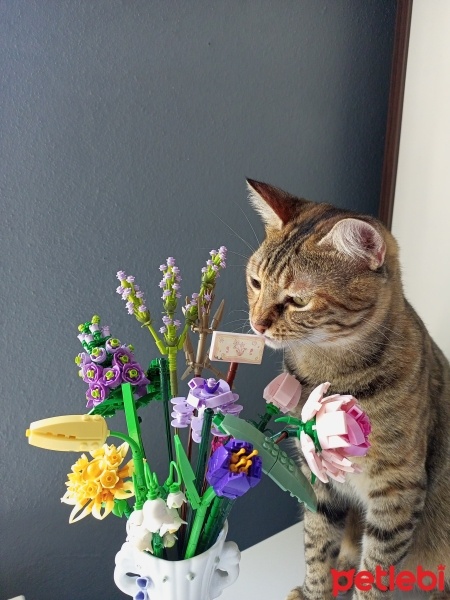 Tekir Kedi, Kedi  Bora fotoğrafı