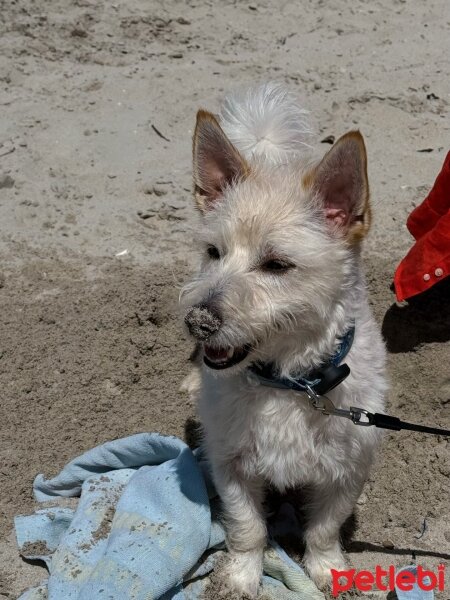 İskoç Terrier, Köpek  Alex fotoğrafı