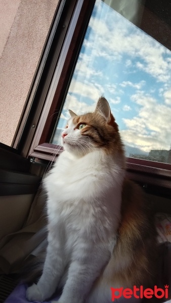 Norwegian Forest, Kedi  Bala fotoğrafı