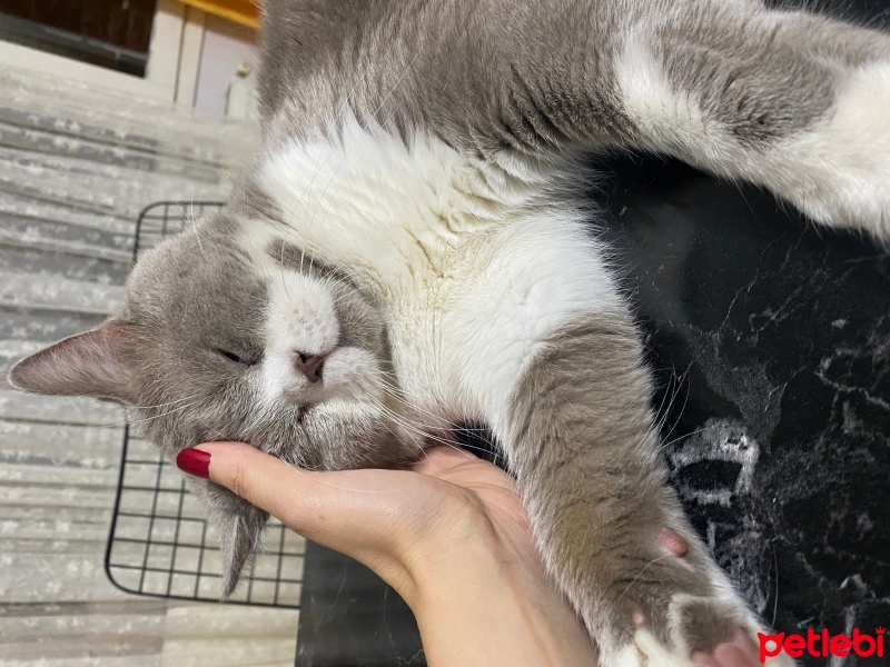 British Shorthair, Kedi  Arthur fotoğrafı