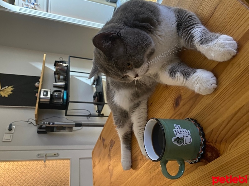 British Shorthair, Kedi  Arthur fotoğrafı