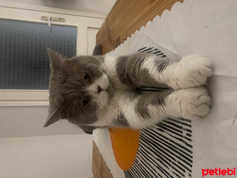 British Shorthair, Kedi  Arthur fotoğrafı