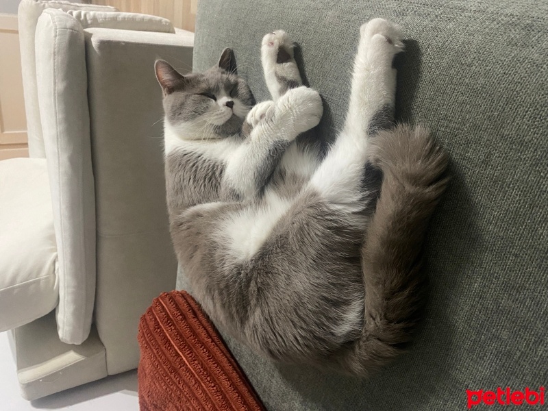 British Shorthair, Kedi  Arthur fotoğrafı
