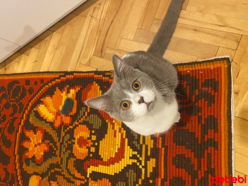 British Shorthair, Kedi  Arthur fotoğrafı