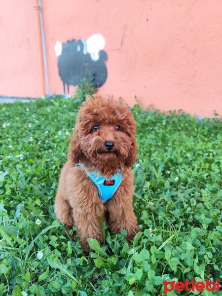 Poodle (Minyatür Kaniş), Köpek  Bobby fotoğrafı