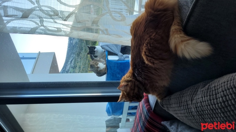 Sarman, Kedi  Mabel fotoğrafı