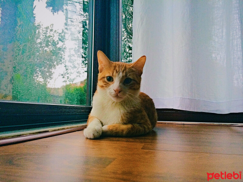 Soke, Kedi  Sipsi fotoğrafı