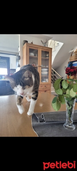 Tekir Kedi, Kedi  Şanslı bıdık fotoğrafı