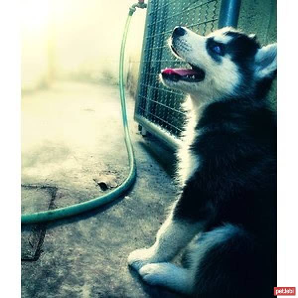 Sibirya Kurdu (Husky), Köpek  Lila fotoğrafı