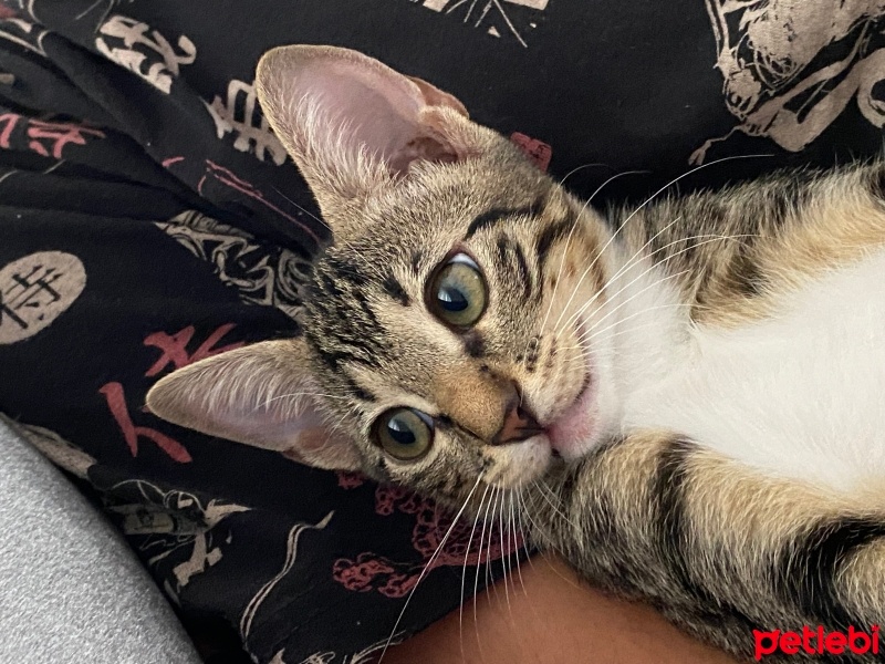 Tekir Kedi, Kedi  Simay fotoğrafı