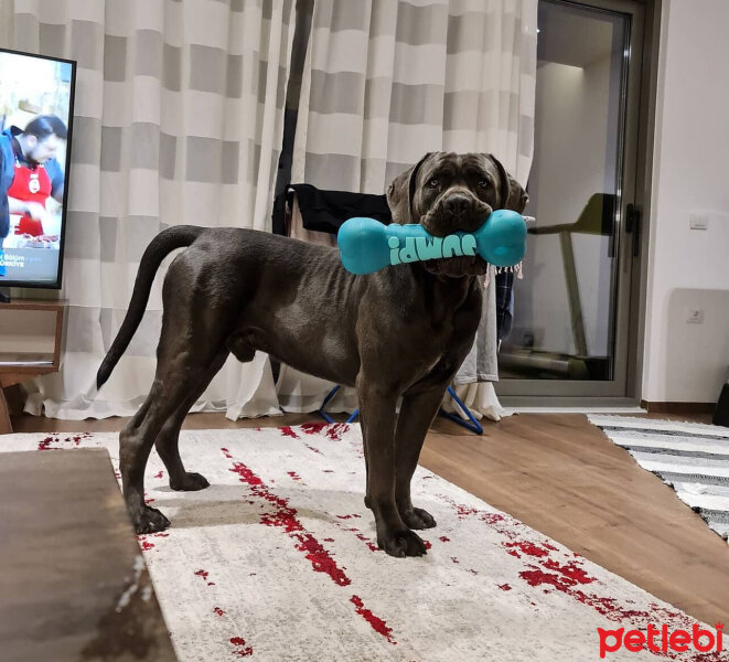 Cane Corso Italiano, Köpek  Jubo fotoğrafı