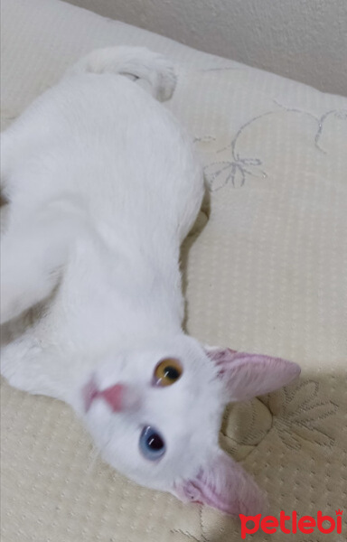 Van Kedisi, Kedi  Asil fotoğrafı