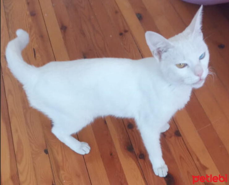 Van Kedisi, Kedi  Asil fotoğrafı