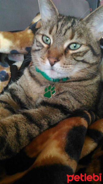 Tekir Kedi, Kedi  Atıf fotoğrafı