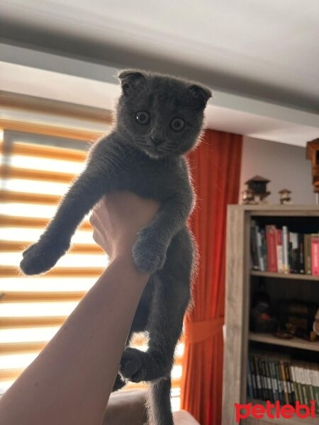 Scottish Fold, Kedi  Gece fotoğrafı