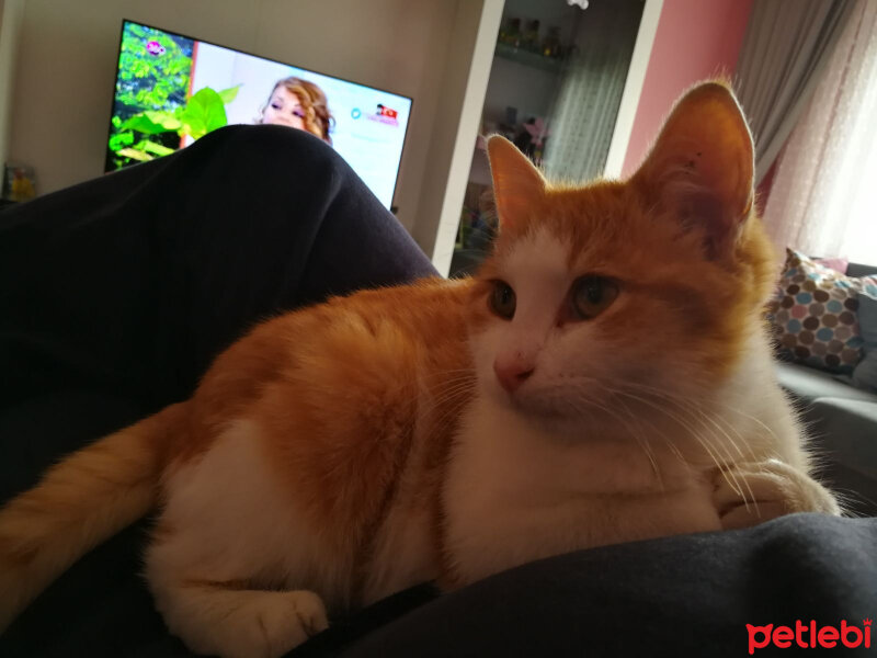 Tekir Kedi, Kedi  Tarçın fotoğrafı