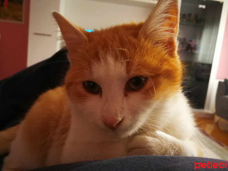 Tekir Kedi, Kedi  Tarçın fotoğrafı