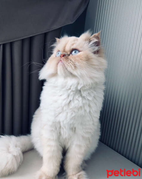 Chinchilla, Kedi  Paşa fotoğrafı