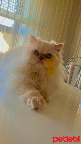 Chinchilla, Kedi  Paşa fotoğrafı