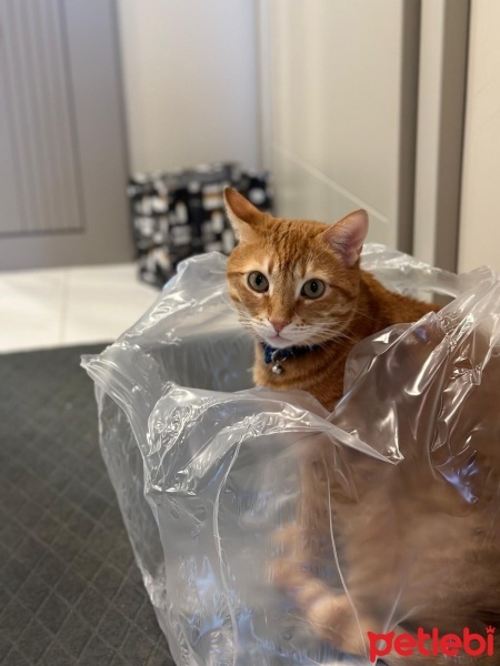Sarman, Kedi  Mimiş fotoğrafı