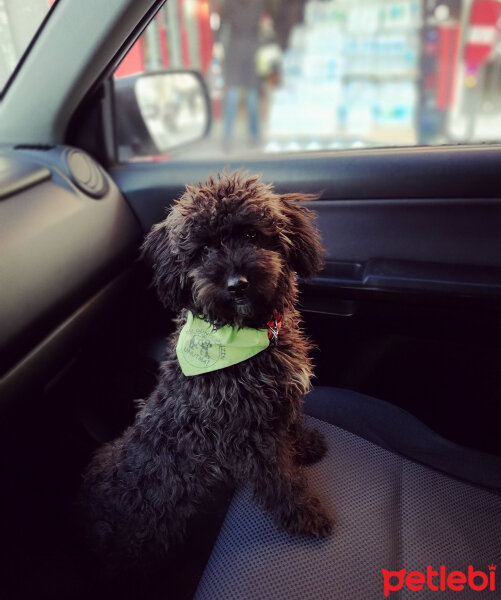 Maltese, Köpek  Negro fotoğrafı