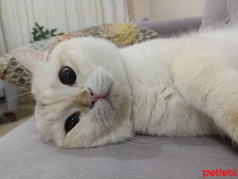 British Shorthair, Kedi  TİBET fotoğrafı