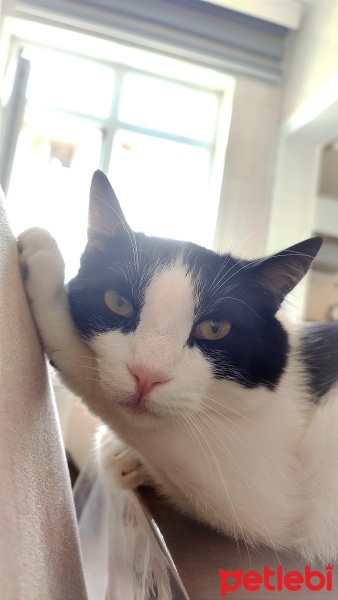Tekir Kedi, Kedi  Panda fotoğrafı