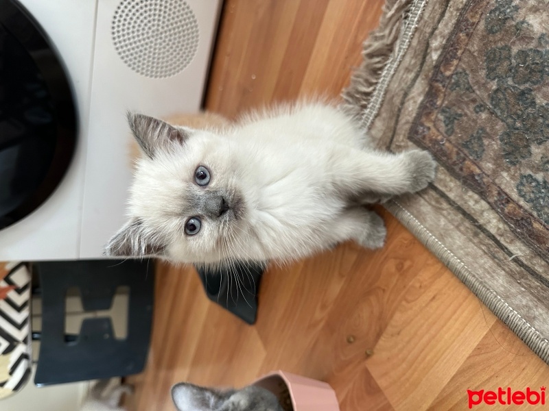 İran Kedisi (Persian), Kedi  Mırmır fotoğrafı