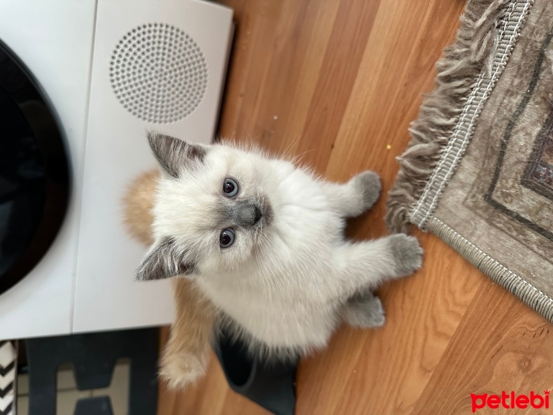 İran Kedisi (Persian), Kedi  Mırmır fotoğrafı