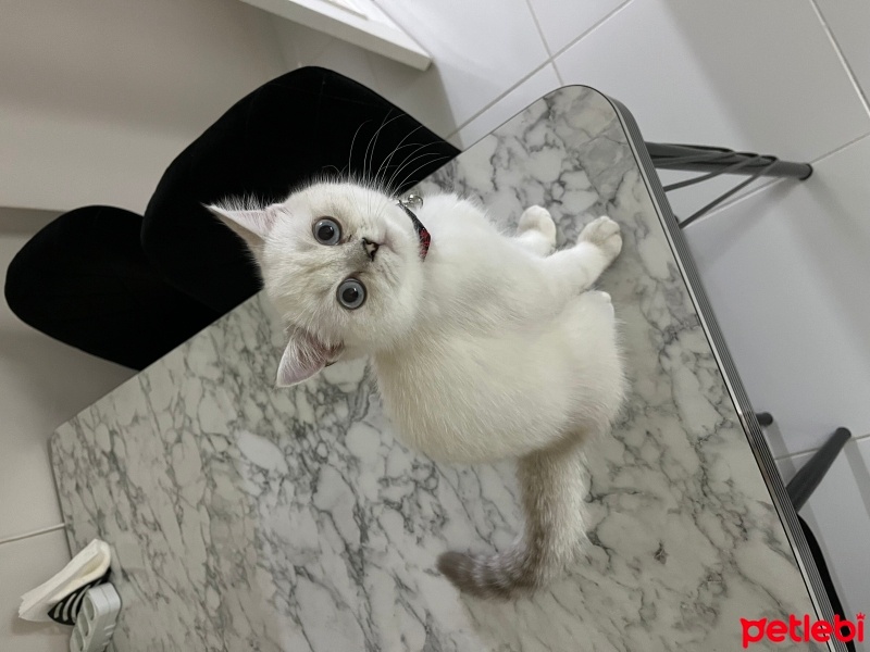 British Shorthair, Kedi  Lokum fotoğrafı