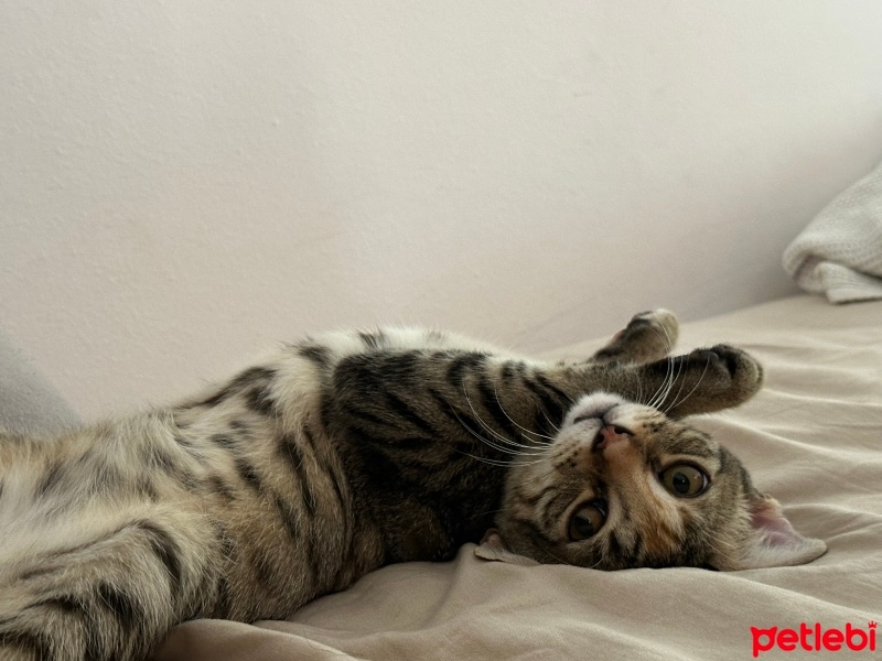 Tekir Kedi, Kedi  Hazy fotoğrafı