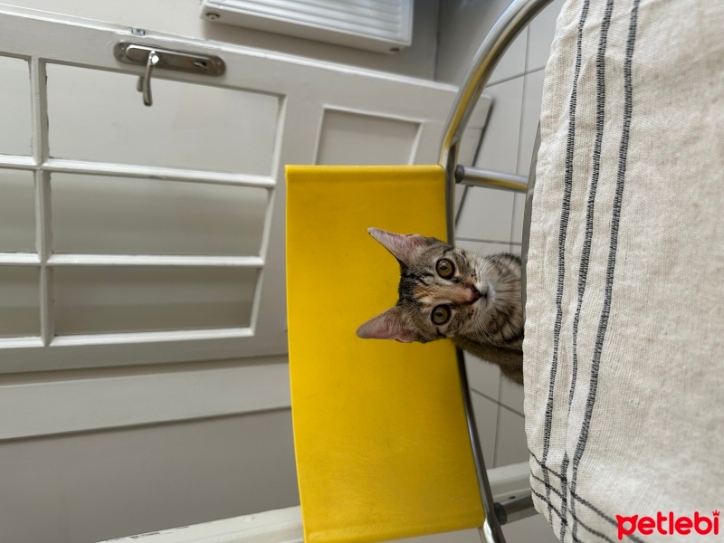 Tekir Kedi, Kedi  Hazy fotoğrafı