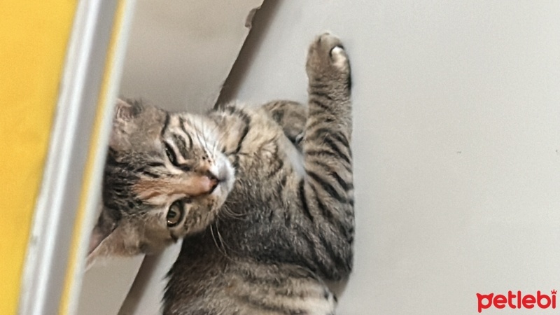 Tekir Kedi, Kedi  Hazy fotoğrafı