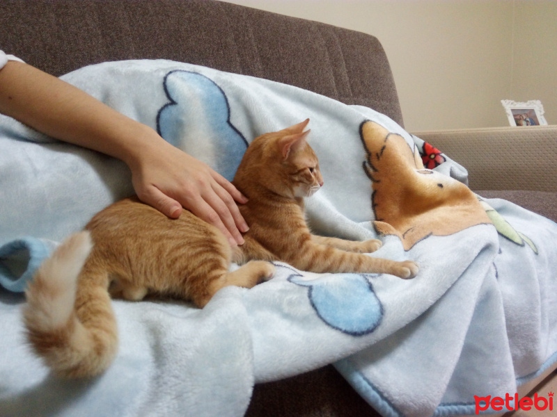 Tekir Kedi, Kedi  Şanslı fotoğrafı
